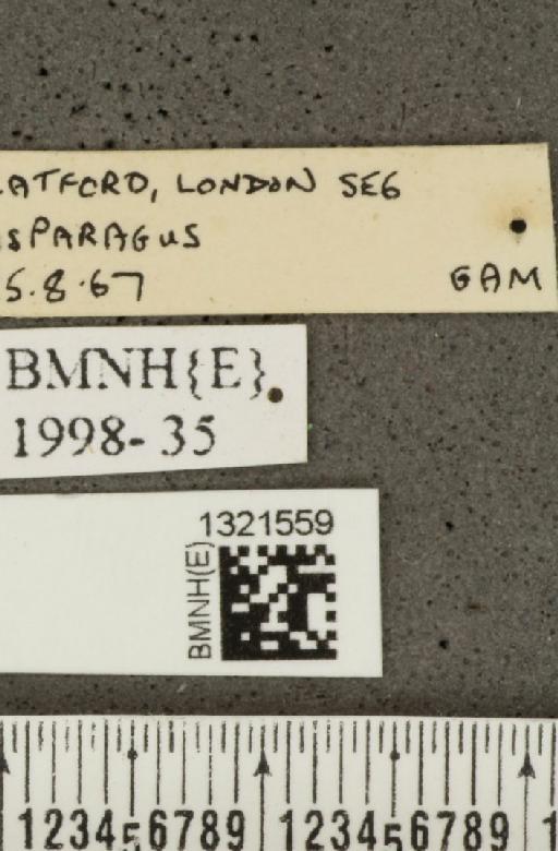 Crioceris (Crioceris) asparagi (Linnaeus, 1758) - BMNHE_1321559_label_11503