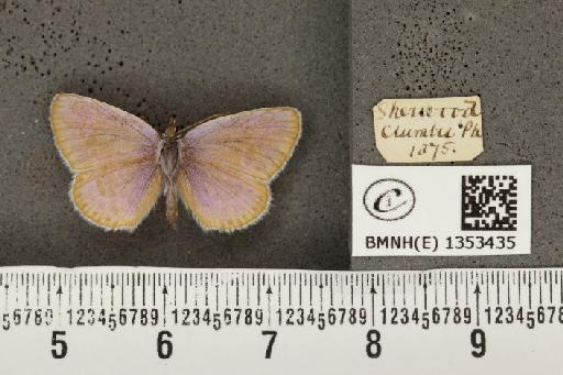 Plebejus argus argus ab. pallida Tutt, 1909 - BMNHE_1353435_152567