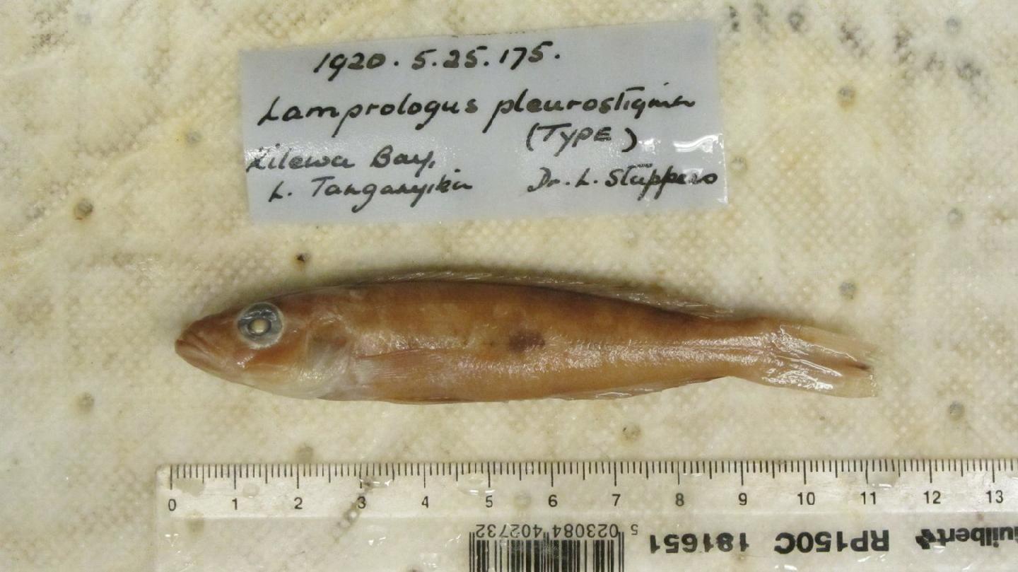 To NHMUK collection (Lamprologus pleurostigma Boulenger, 1914; SYNTYPE; NHMUK:ecatalogue:2503585)