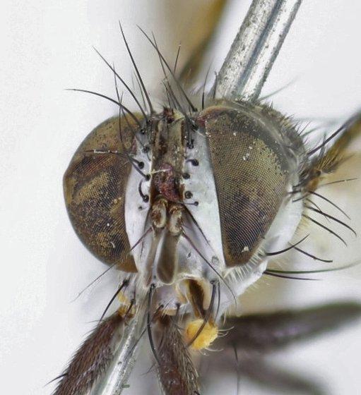 Polygaster egregia