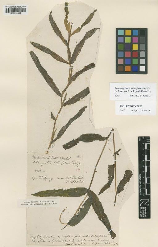 Potamogeton × salicifolius Wolfg. - BM001066287
