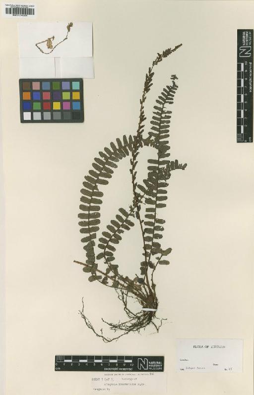 Blechnum fluviatile (R.Br.) E.J.Lowe ex Salomon - BM001048206