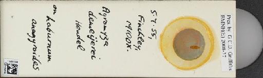 Agromyza demeijerei Hendel, 1920 - BMNHE_1504144_59232