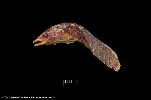 Trachelochismus guttulatus Hutton, 1872 - BMNH 1873.12.13.89, HOLOTYPE, Trachelochismus guttulatus lateral