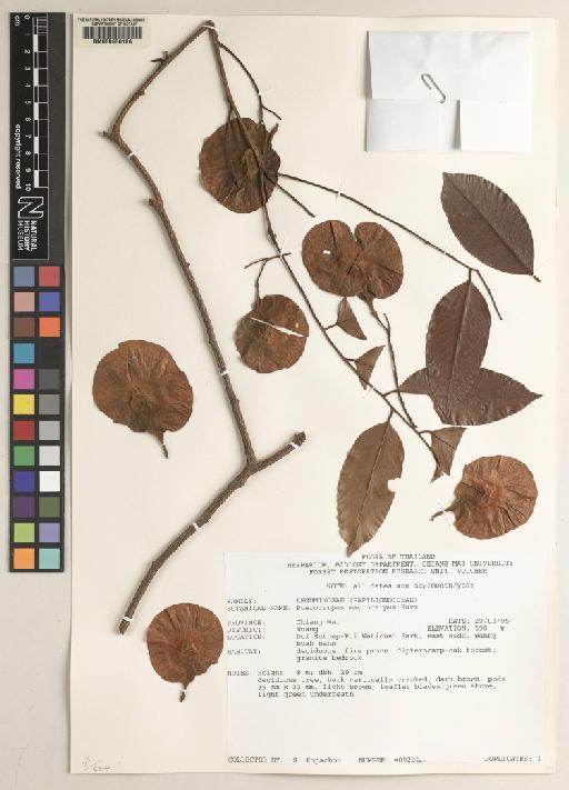 Pterocarpus macrocarpus Kurz - BM000636126