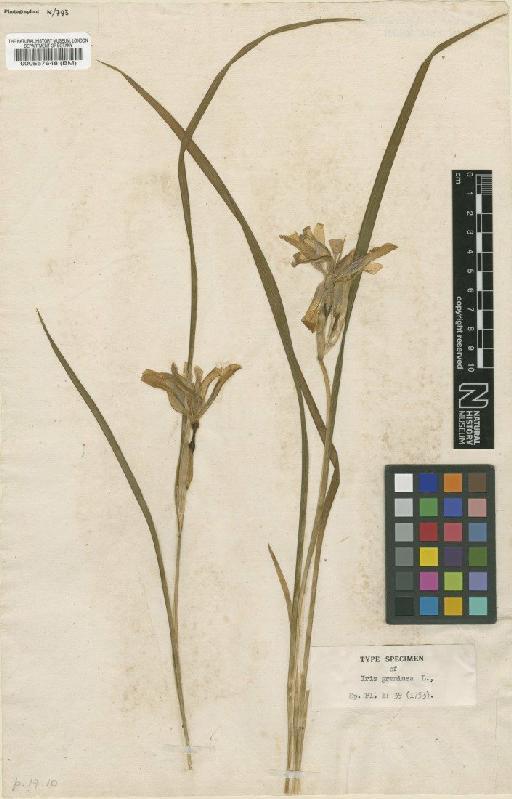 Iris graminea L. - BM000557648