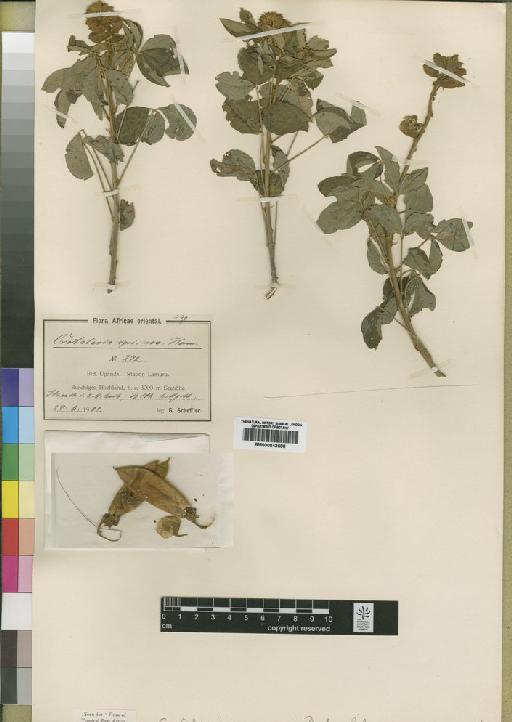 Crotalaria mauensis Baker f. - BM000843598