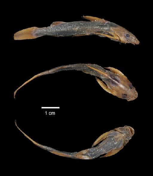 Glyptothorax platypogonides (Bleeker, 1855) - 1863.12.11.154; Pimelodus platypogonoides; type; ACSI Project image