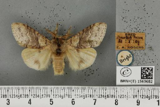 Calliteara pudibunda (Linnaeus, 1758) - BMNHE_1569682_496708