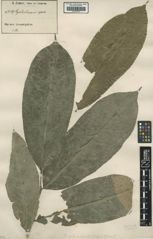 Drypetes cauliflora Pax & K.Hoffm. - BM001191756