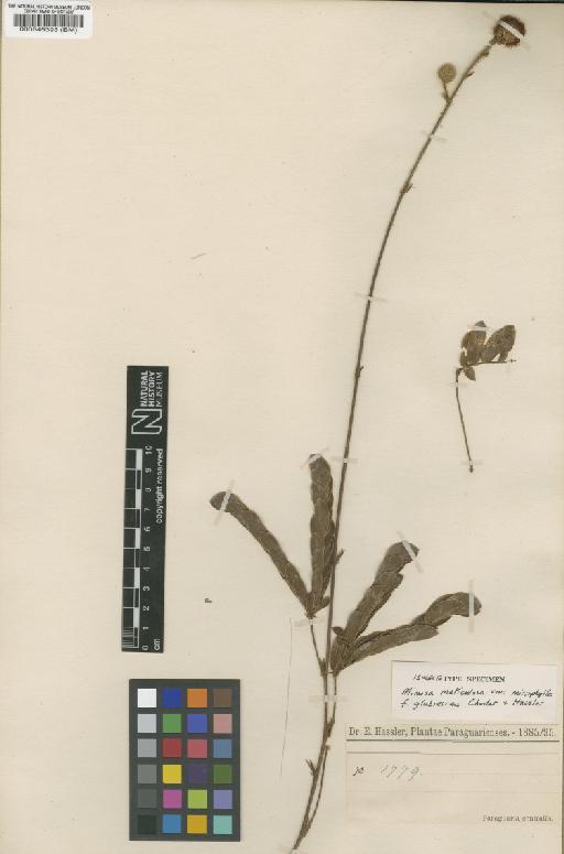 Mimosa dolens subsp. rigida (Benth.) Barneby - BM000545393