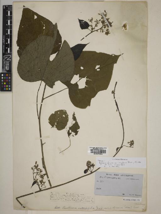 Byttneria africana var. angolensis Hiern - BM000797648