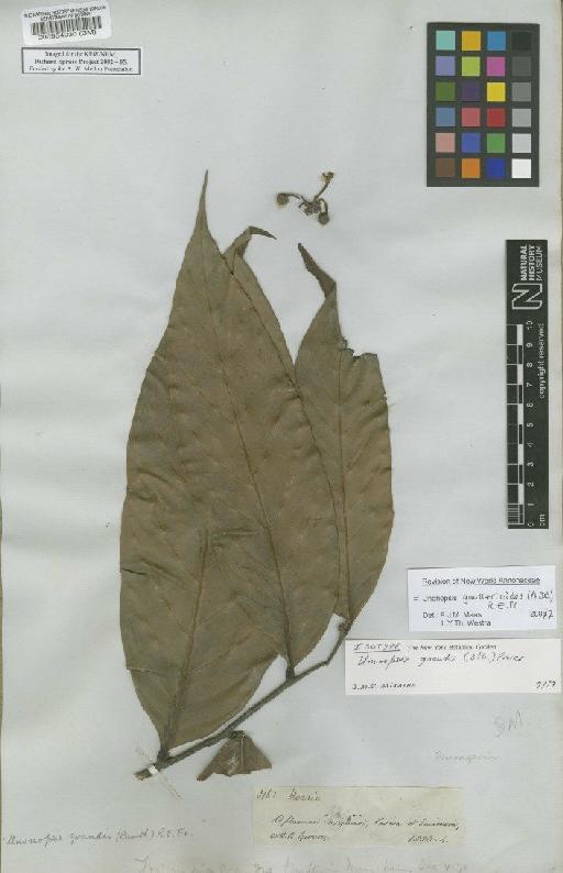 Unonopsis guatterioides (A.DC.) R.E.Fr. - BM000554030