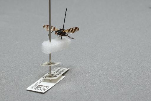 Ceroxys urticae (Linnaeus, 1758) - 015046231_additional_1