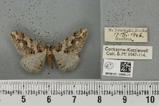 Agriopis leucophaearia (Denis & Schiffermüller, 1775) - BMNHE_1899173_461882