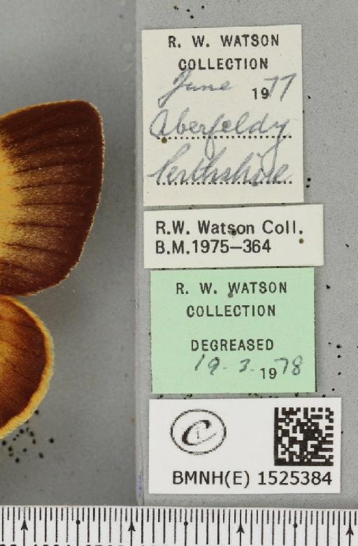 Lasiocampa quercus callunae Gillette & Palmer, 1847 - BMNHE_1525384_label_194274