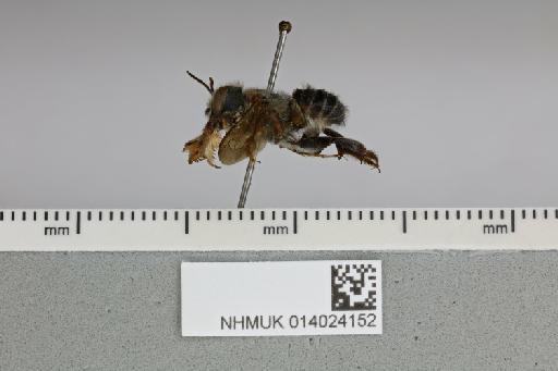 Megachile (Pseudocentron) crassipes Smith, F., 1879 - 014024152__-