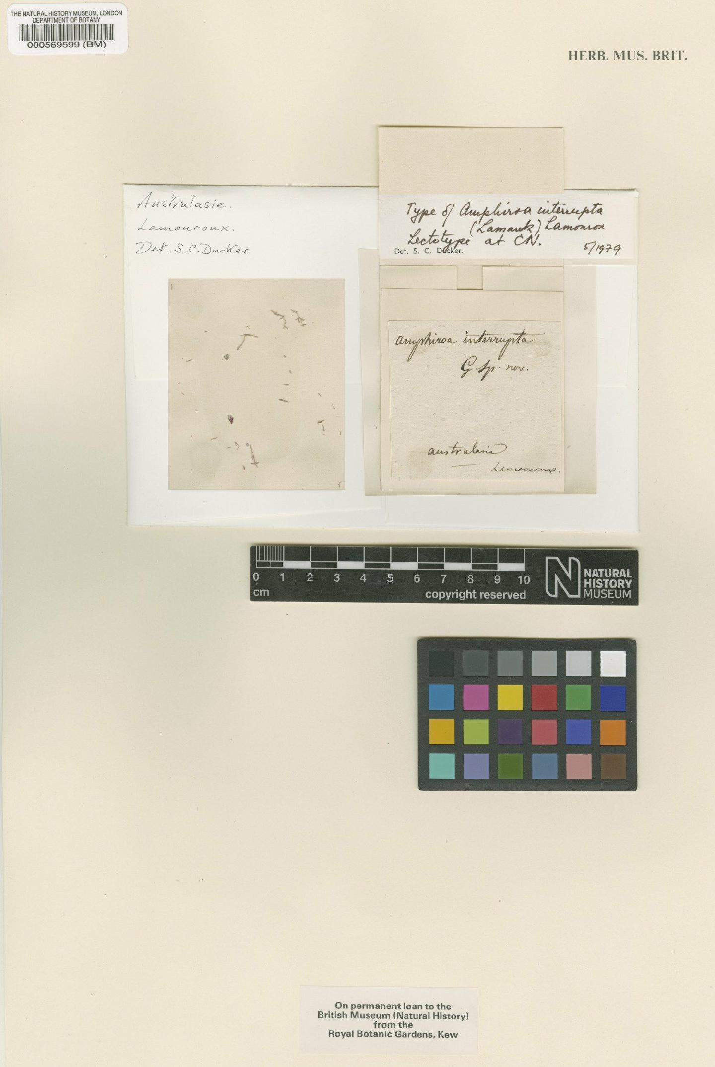 To NHMUK collection (Metagoniolithon stelliferum (Lam.) Ducker; Type; NHMUK:ecatalogue:725350)