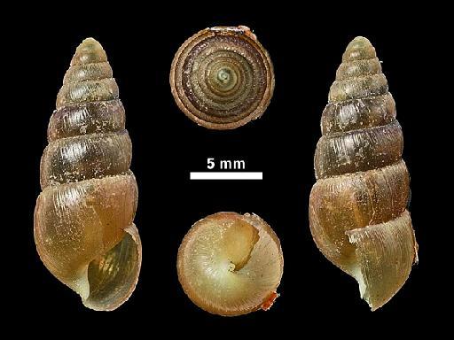 Glessula amentum subterclass Tectipleura (Reeve, 1849) - 1946.10.16.80-81, POSSIBLE SYNTYPES, Glessula amentum,