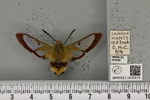 Hemaris fuciformis (Linnaeus, 1758) - BMNHE_1639171_205881