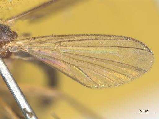 Megalopelma nigroclavatum (Strobl, 1910) - 010626393_Megalopelma_nigroclavatum_wing