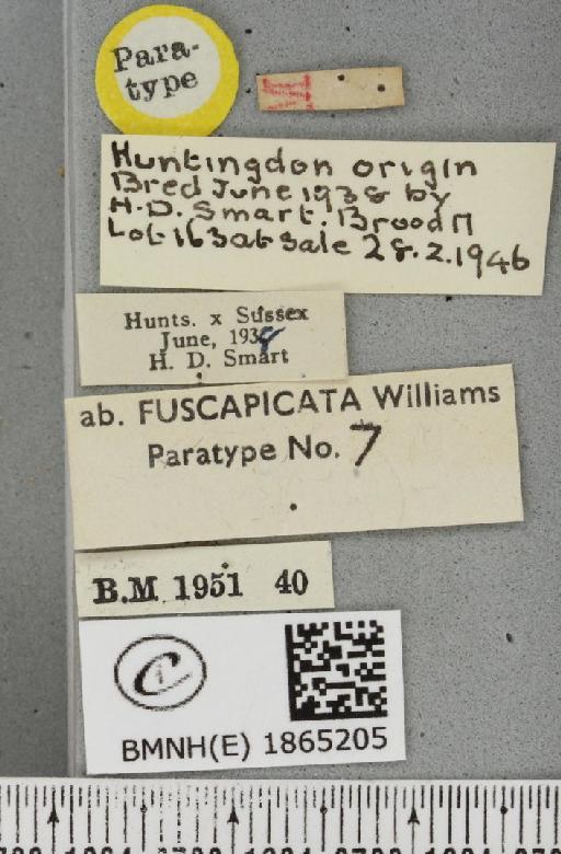 Angerona prunaria ab. fuscapicata Williams, 1947 - BMNHE_1865205_label_430793