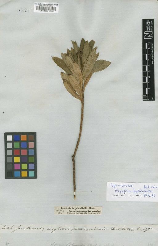 Eryngium bupleuroides Hook. & Arn. - BM000553877