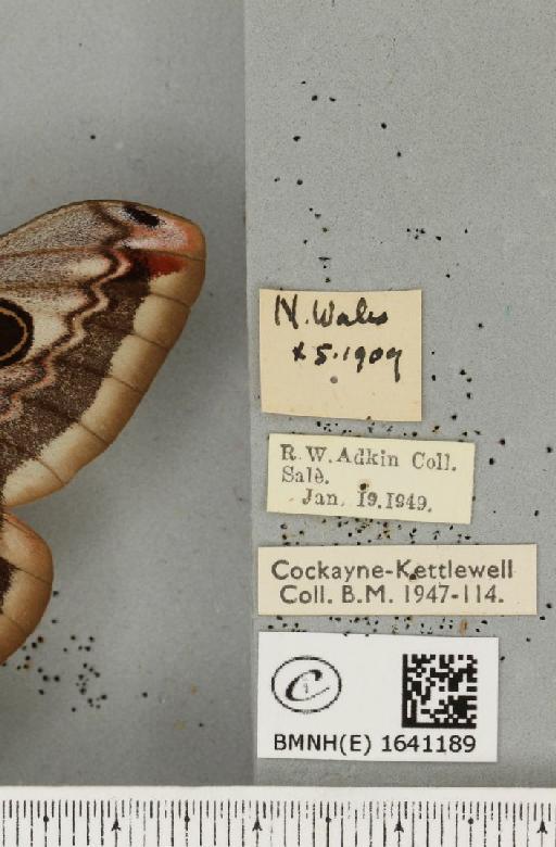 Saturnia pavonia ab. occlusa Braun, 1928 - BMNHE_1641189_label_203864