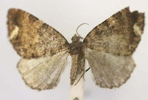 Nebula cynthia (Butler, 1882) - Cidaria cynthia Butler syntype female 1325520