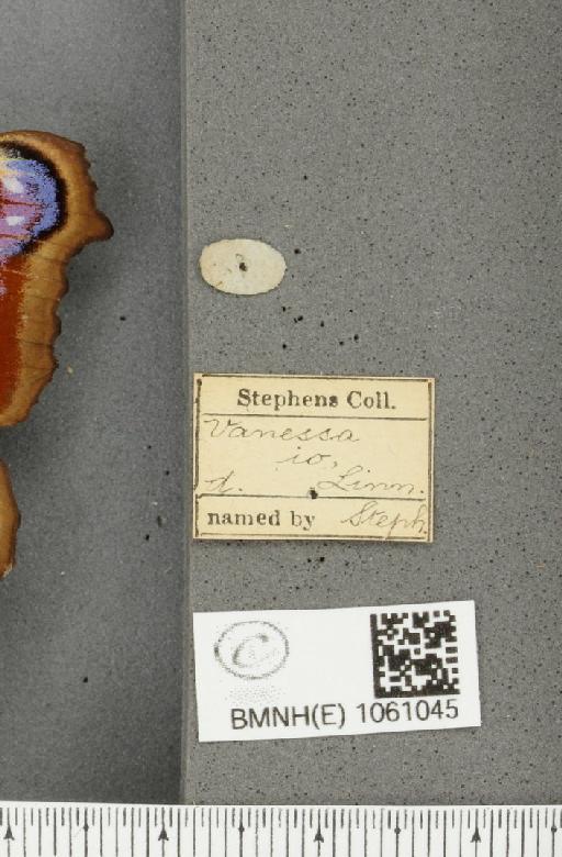 Aglais io (Linnaeus, 1758) - BMNHE_1061045_label_21538