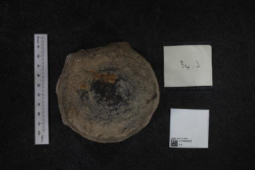Ichthyosaurus trigonus Owen, 1840 - 010020963_L010040328_(2)