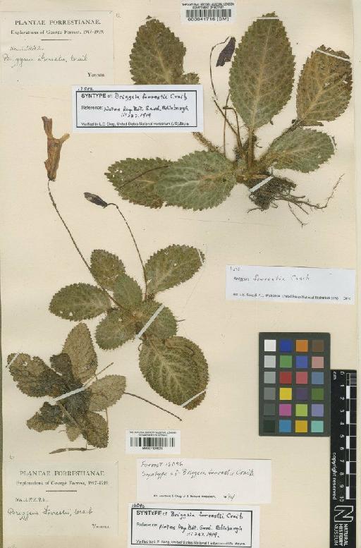 Oreocharis shweliensis Mich.Möller & W.H.Chen - BM001124526