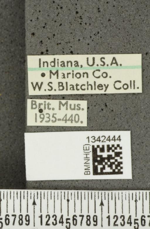 Crioceris (Crioceris) asparagi (Linnaeus, 1758) - BMNHE_1342444_label_12038