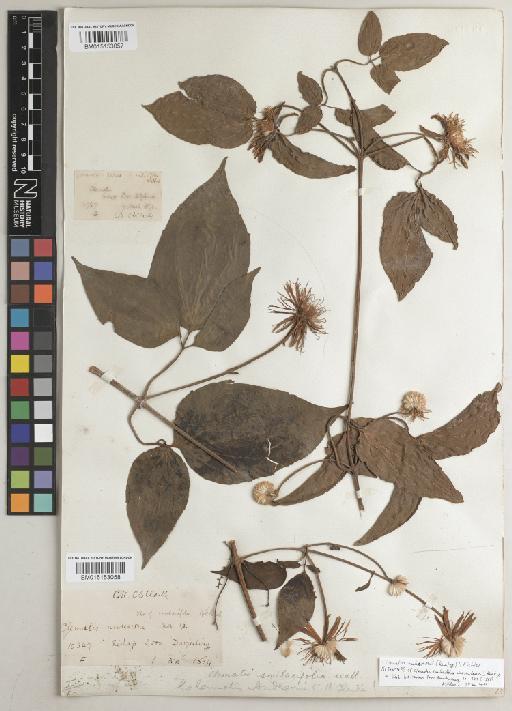 Clematis andersonii (Kuntze) H.Eichler - BM015153058