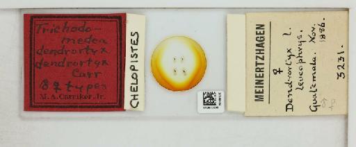 Chelopistes dendrortyx Carriker, 1945 - 010673286_816418_1428634