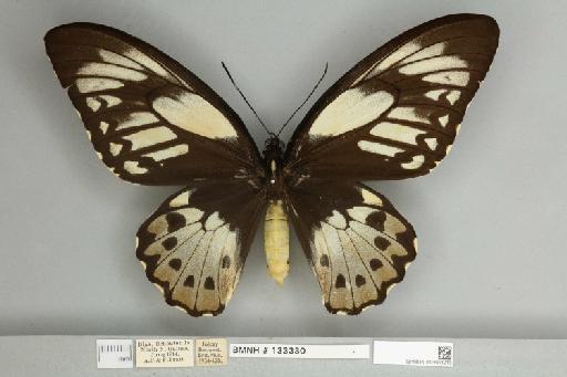 Ornithoptera priamus teucrus Joicey & Talbot, 1916 - 013603215__