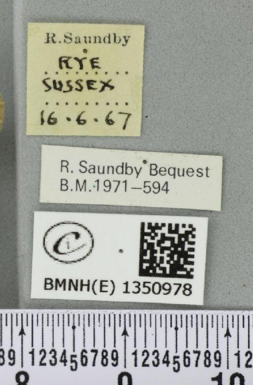 Korscheltellus lupulina (Linnaeus, 1758) - BMNHE_1350978_label_186372