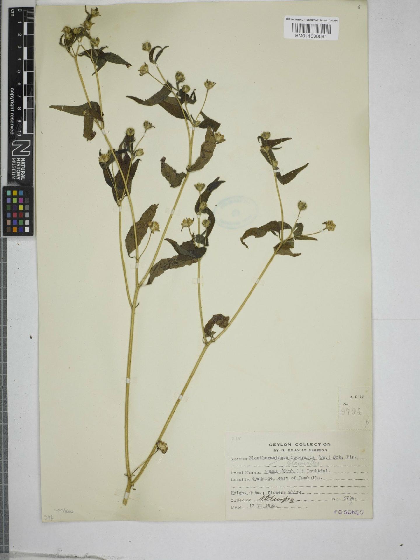 To NHMUK collection (Blainvillea acmella (L.) Phillipson; NHMUK:ecatalogue:9154375)