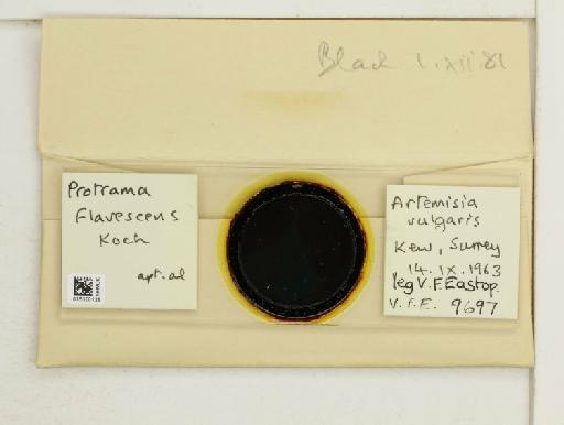 Protrama flavescens Koch, 1856 - 015320126_additional