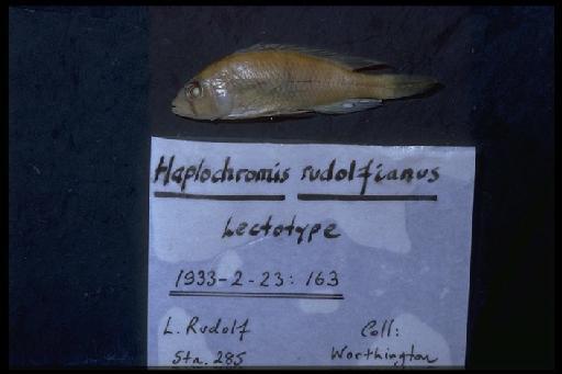 Haplochromis rudolfianus Trewavas, 1933 - Haplochromis rudolfianus; 1933.2.23.163