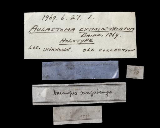 Aulostoma eximiostriatum - 4743482