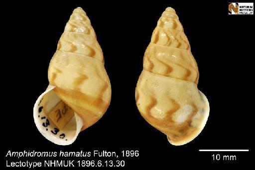 Amphidromus hamatus Fulton, 1896 - 1896.6.13.30, LECTOTYPE, Amphidromus hamatus Fulton, 1896