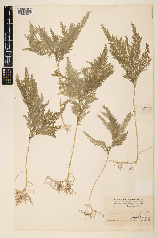 Selaginella biformis A.Braun ex Kuhn - 000779638