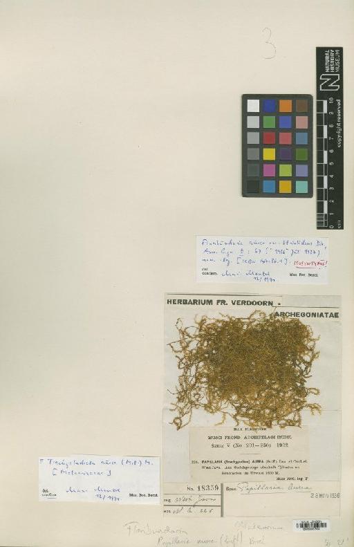 Trachycladiella aurea (Mitt.) M.Menzel - BM000987485