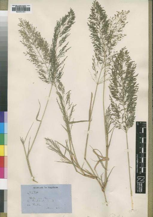 Eragrostis agrostoidea var. speciosa Rendle - BM000922972