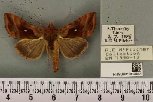 Autographa jota ab. ancora Freyer, 1933 - NHMUK_010493867_549467