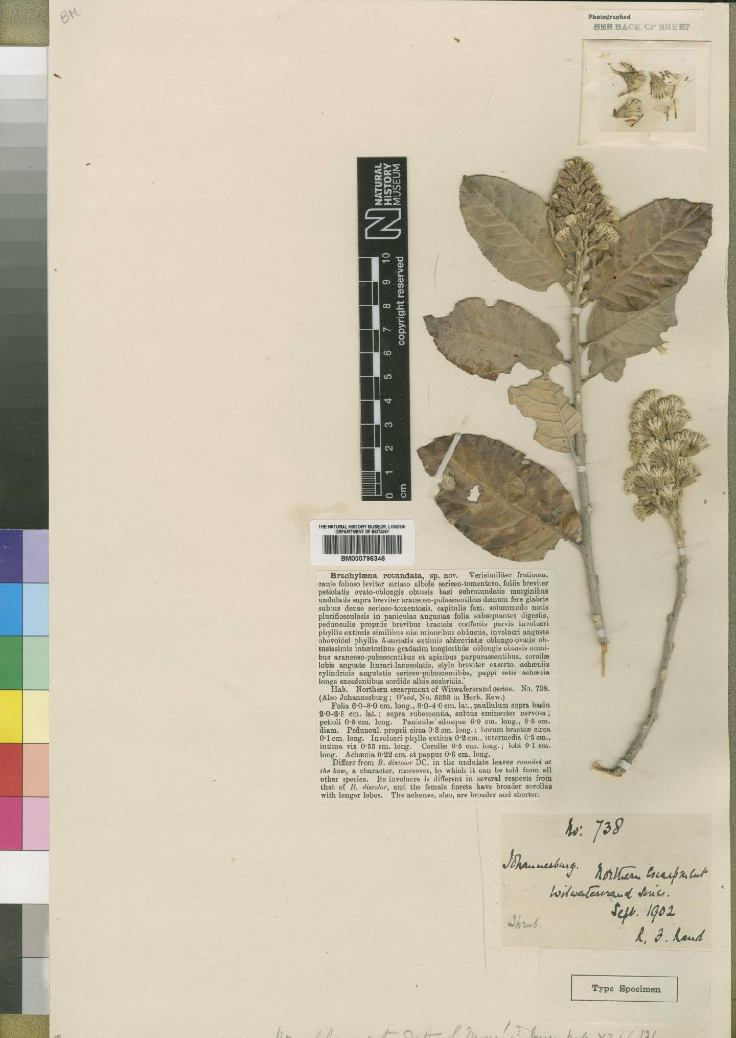 To NHMUK collection (Brachylaena rotundata Moore; Type; NHMUK:ecatalogue:4528674)