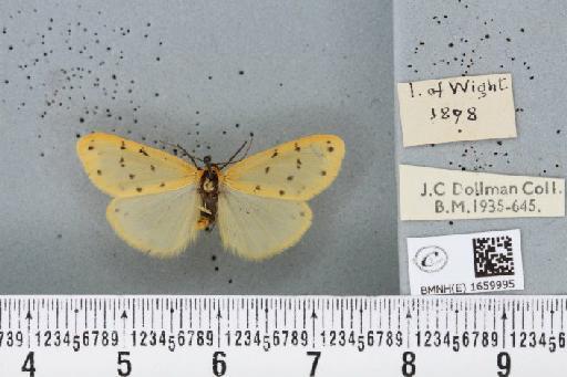 Setina irrorella (Linnaeus, 1758) - BMNHE_1659995_258734