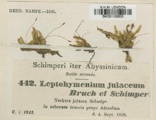 Pylaisiobryum abyssinicum (Müll.Hal.) Cufod. - BM001108505