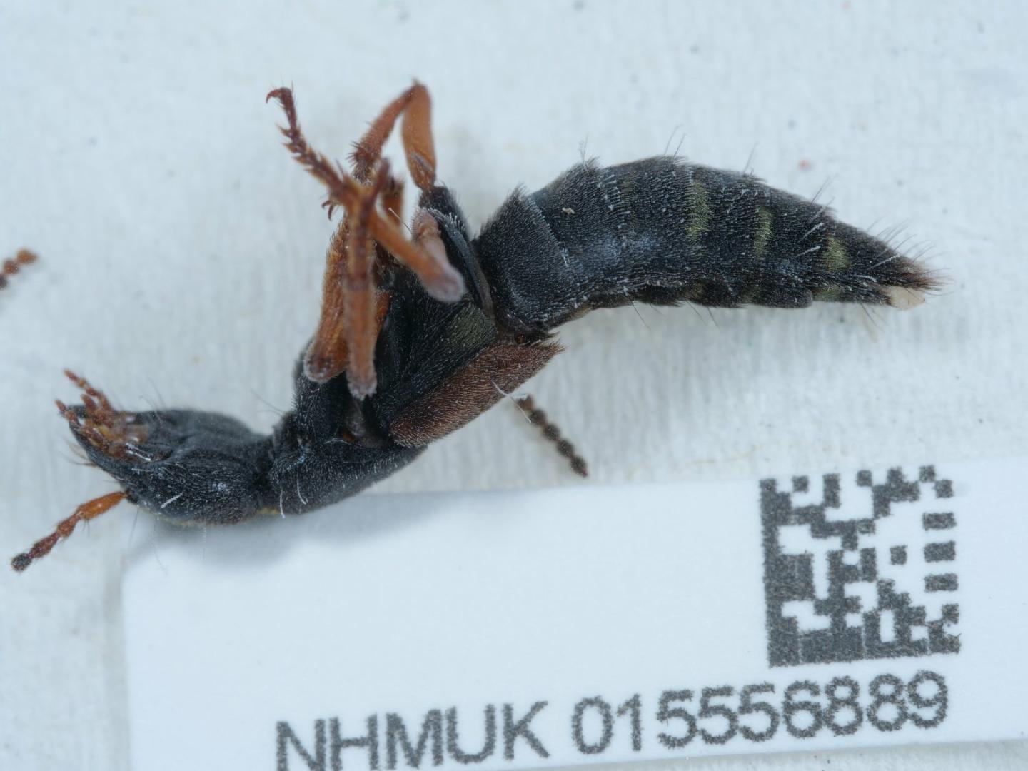 Staphylinus erythropterus thumbnail